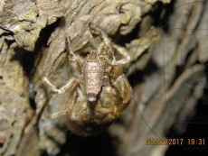 Alsophila aescularia_самка в природе_2